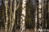 Birch (Betula)