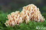 Ramaria fagetorum