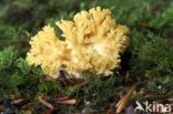 Ramaria fagetorum