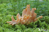 Beukekoraalzwam (Ramaria fagetorum)