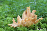 Beukekoraalzwam (Ramaria fagetorum)