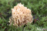 Ramaria fagetorum