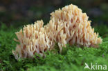 Beukekoraalzwam (Ramaria fagetorum)