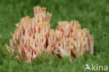 Beukekoraalzwam (Ramaria fagetorum)