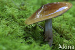 Burnt Knight (Tricholoma ustale)