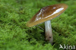 Burnt Knight (Tricholoma ustale)