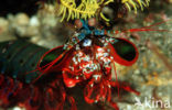 Peacock mantis shrimp (Odontodactylus scyllarus)