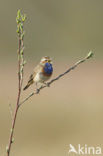 Blauwborst (Luscinia svecica)