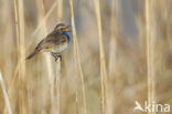 Blauwborst (Luscinia svecica)