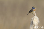 Blauwborst (Luscinia svecica)