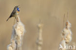 Blauwborst (Luscinia svecica)