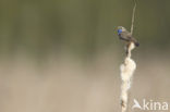 Blauwborst (Luscinia svecica)