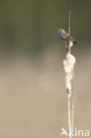 Bluethroat (Luscinia svecica)