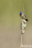 Blauwborst (Luscinia svecica)