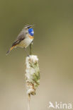 Blauwborst (Luscinia svecica)