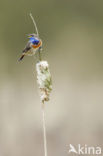 Blauwborst (Luscinia svecica)