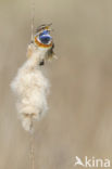 Bluethroat (Luscinia svecica)