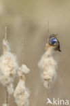 Bluethroat (Luscinia svecica)