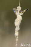 Bluethroat (Luscinia svecica)