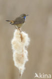 Blauwborst (Luscinia svecica)