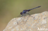 Indigo Dropwing (Trithemis festiva)