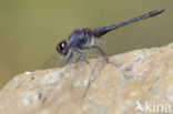 Indigo Dropwing (Trithemis festiva)