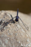 Indigo Dropwing (Trithemis festiva)