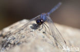 Indigo Dropwing (Trithemis festiva)