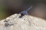 Indigo Dropwing (Trithemis festiva)