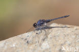 Indigo Dropwing (Trithemis festiva)