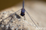 Indigo Dropwing (Trithemis festiva)