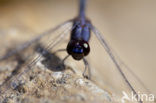 Indigo Dropwing (Trithemis festiva)