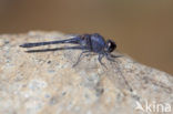 Indigo Dropwing (Trithemis festiva)