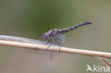 Indigo Dropwing (Trithemis festiva)