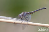 Indigo Dropwing (Trithemis festiva)