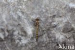 Indigo Dropwing (Trithemis festiva)