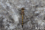 Blauwe zonnewijzer (Trithemis festiva)