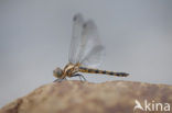 Indigo Dropwing (Trithemis festiva)