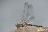 Indigo Dropwing (Trithemis festiva)