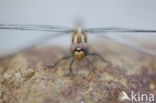 Indigo Dropwing (Trithemis festiva)