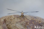 Indigo Dropwing (Trithemis festiva)