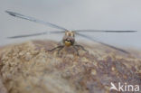 Indigo Dropwing (Trithemis festiva)