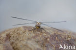 Blauwe zonnewijzer (Trithemis festiva)