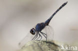 Indigo Dropwing (Trithemis festiva)