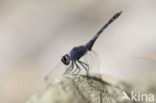 Indigo Dropwing (Trithemis festiva)