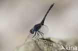Indigo Dropwing (Trithemis festiva)