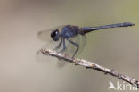 Indigo Dropwing (Trithemis festiva)