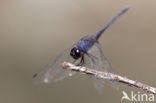 Indigo Dropwing (Trithemis festiva)