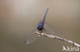 Indigo Dropwing (Trithemis festiva)
