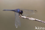 Indigo Dropwing (Trithemis festiva)